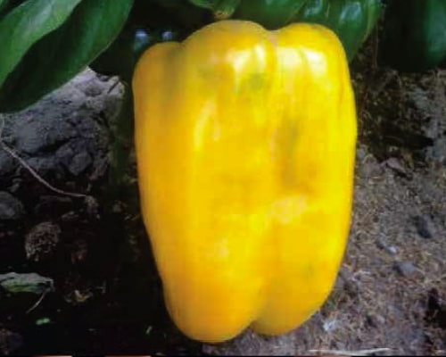 Pimiento favolor - megaplant ecuador