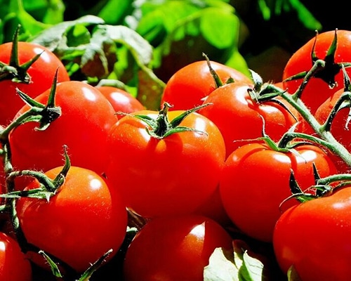 Tomate Zara - Tomata Cherry - Megaplant Ecuador - Plantas de Tomate Riñón