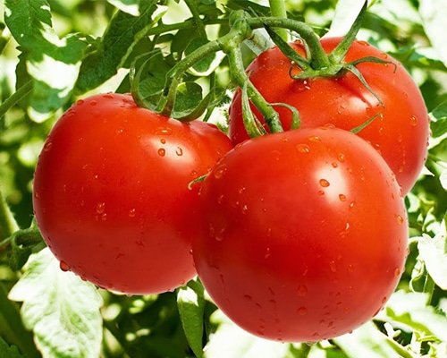 Tomate Gladiador - Tomata Cherry - Megaplant Ecuador - Plantas de Tomate Riñón
