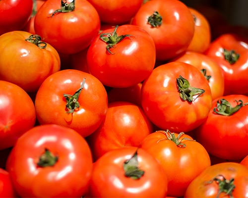 Tomate Syta - Tomata Cherry - Megaplant Ecuador - Plantas de Tomate Riñón