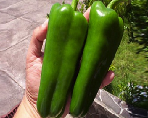 pimiento híbrido nathalie - megaplant ecuador