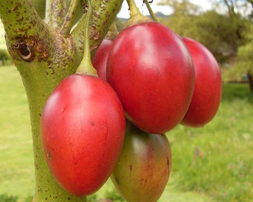 tomate de árbol - Megaplant ecuador