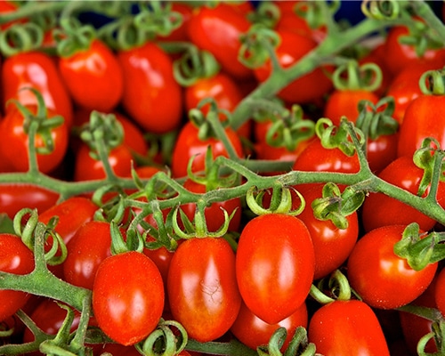 Tomate Cherry - Tomata Cherry - Megaplant Ecuador - Plantas de Tomate Riñón