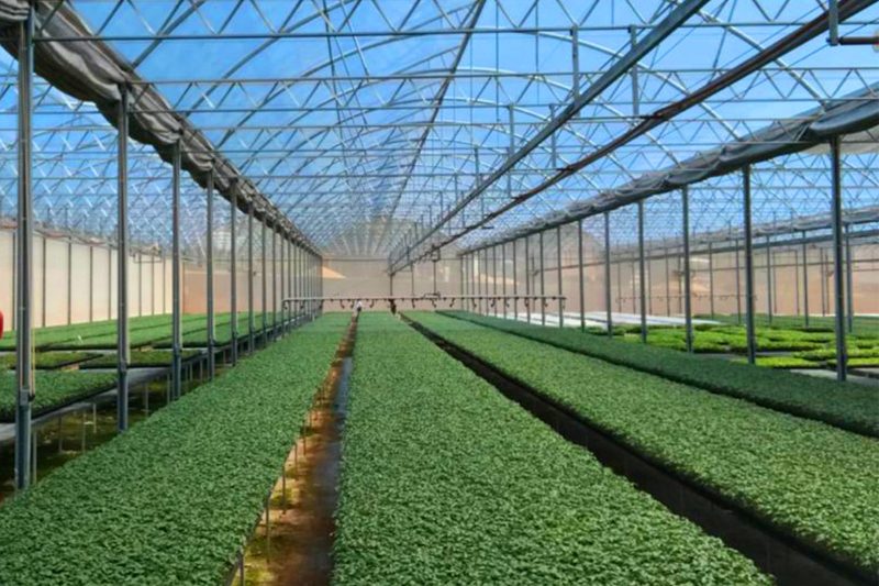 Megaplant – Plantas de tomate Megaplant - Plantas de tomate